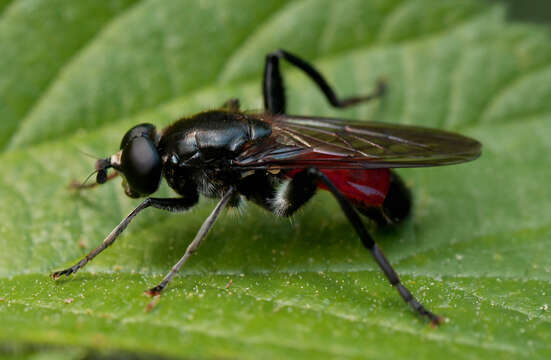 Image of <i>Brachypalpoides lentus</i>