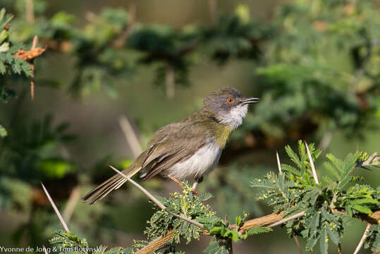 Image of Yellow-breasted Apalis