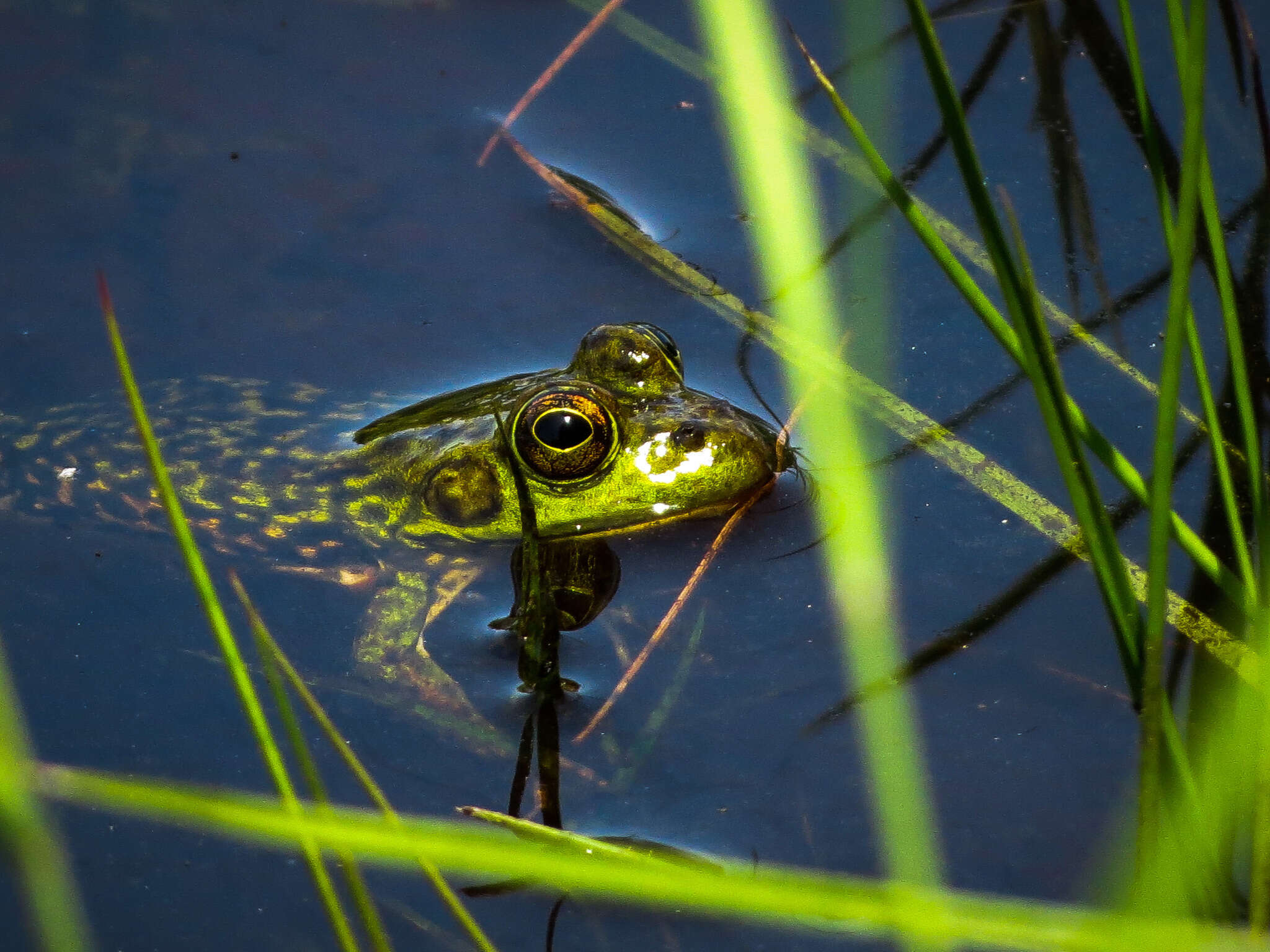 Image of Mink Frog