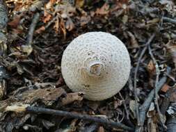 Macrolepiota bonaerensis (Speg.) Singer 1951 resmi