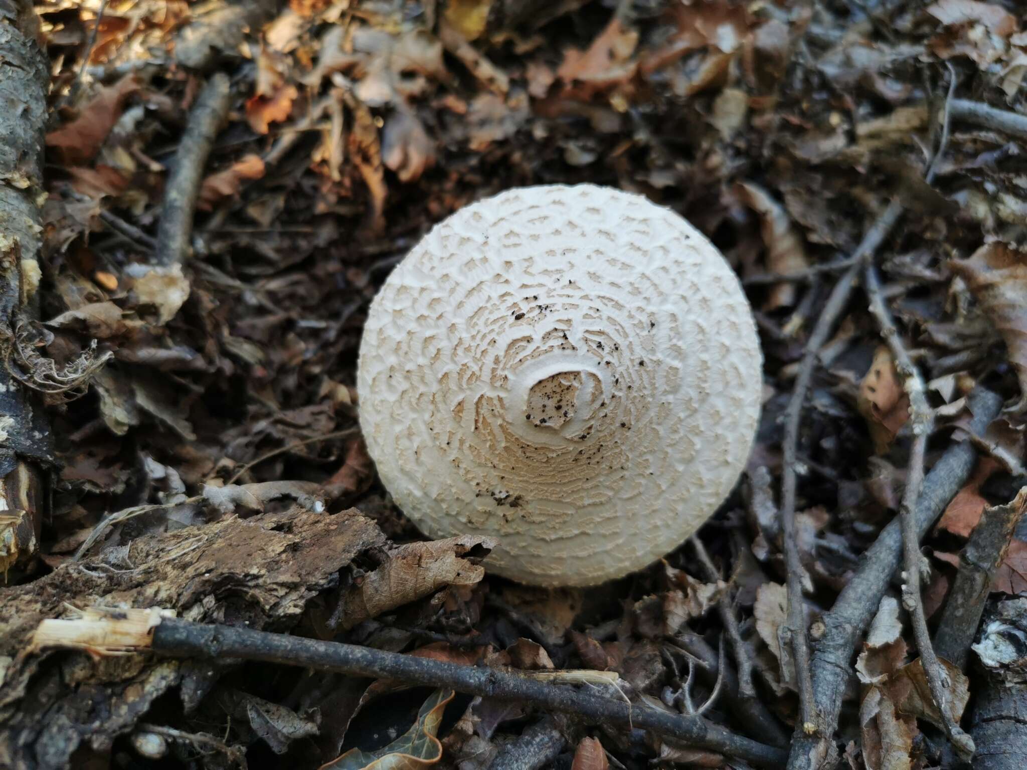 Слика од Macrolepiota bonaerensis (Speg.) Singer 1951