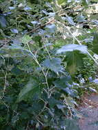 Image of Grey poplar