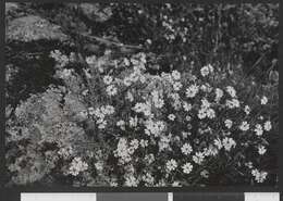 Image of sea campion