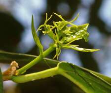 Image of Blachia umbellata (Willd.) Baill.