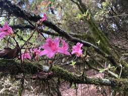 Imagem de Rhododendron rubropilosum Hayata