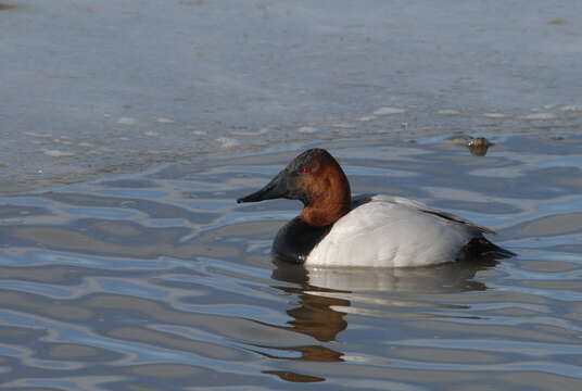 Image of Canvasback