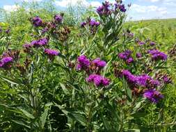 Image of prairie ironweed