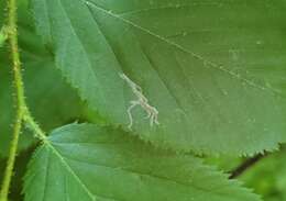 Imagem de Caloptilia ostryaeella (Chambers 1878)