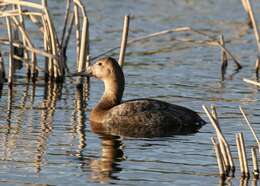 Image of Canvasback