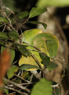 Image of Parson's Chameleon