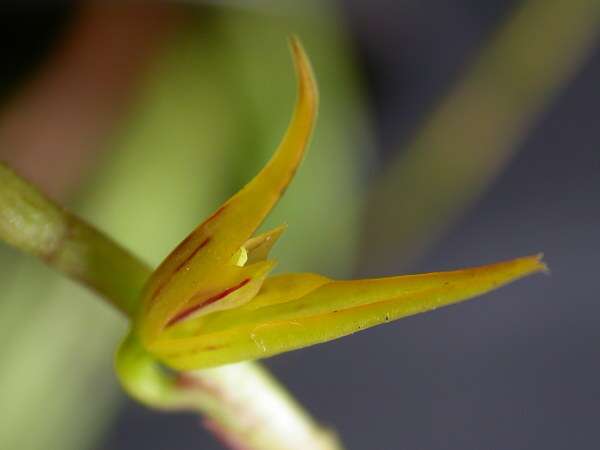 Image of Acianthera adamantinensis (Brade) F. Barros