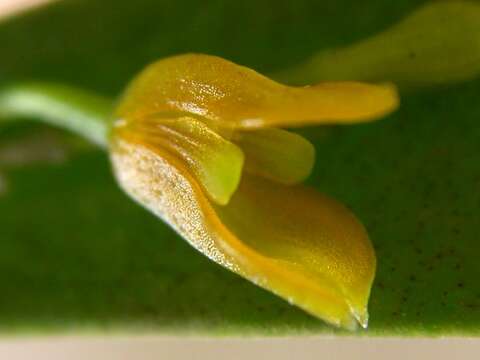 Image of Acianthera