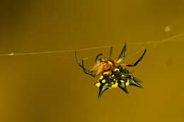 Image of Gasteracantha aureola Mi & Peng 2013