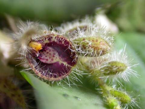 Image of Acianthera crinita (Barb. Rodr.) Pridgeon & M. W. Chase