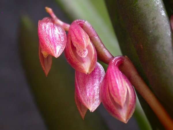 Sivun Acianthera fabiobarrosii (Borba & Semir) F. Barros & F. Pinheiro kuva