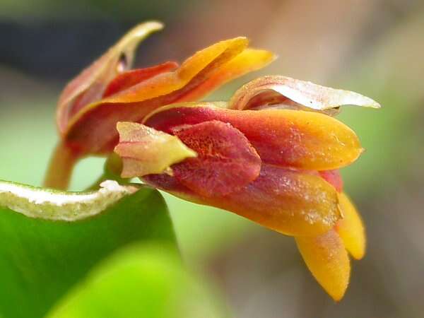 Image of Acianthera fockei (Lindl.) Pridgeon & M. W. Chase