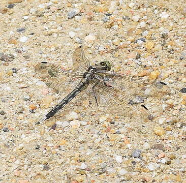 Sivun Orthetrum albistylum (Selys 1848) kuva