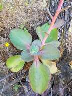 Image of Echeveria gibbiflora DC.