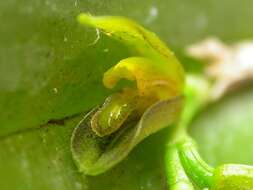 Image of Acianthera heringeri (Hoehne) F. Barros