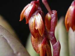 Image of Acianthera