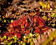 Image of Drosera uniflora Willd.