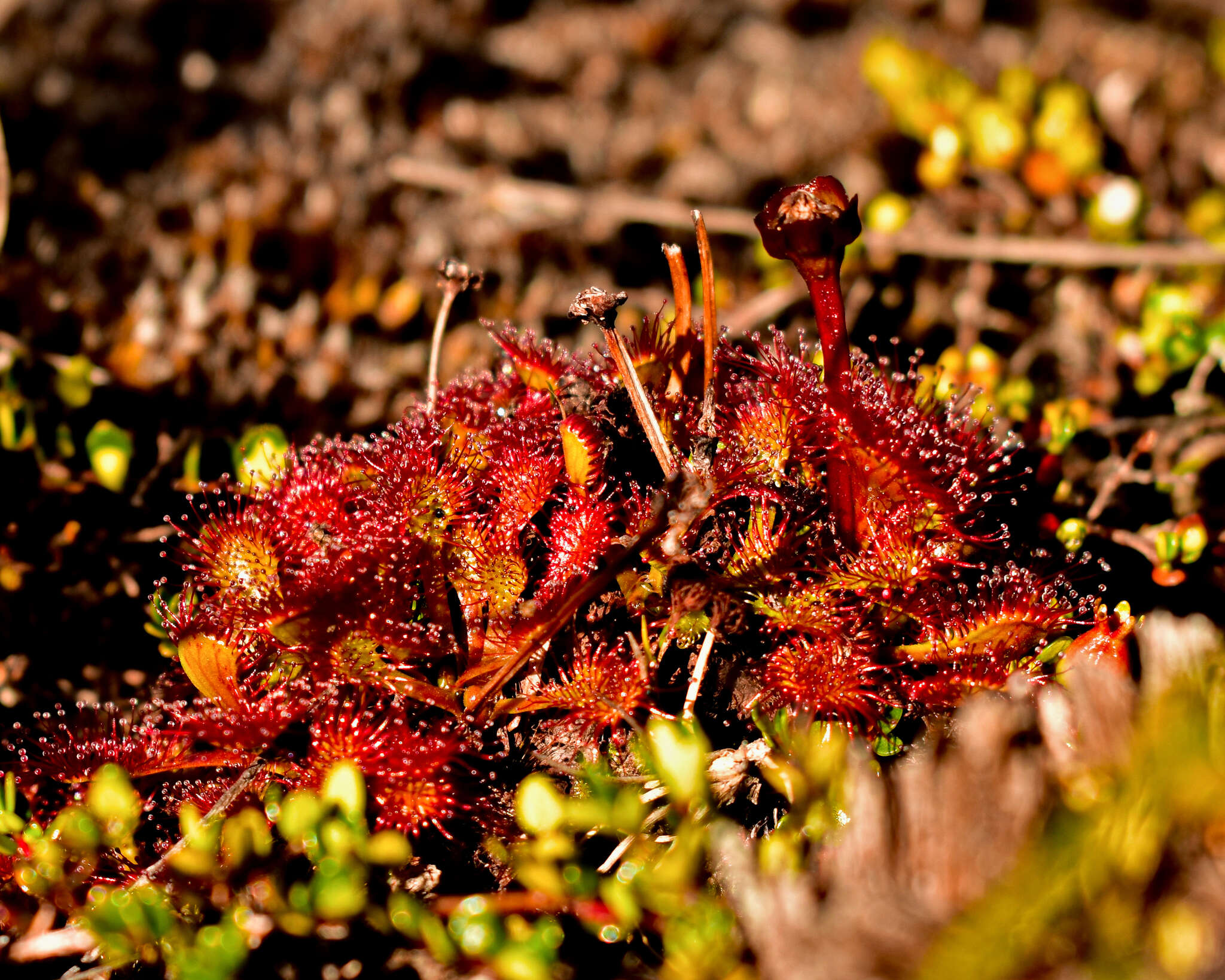 Image of Drosera uniflora Willd.