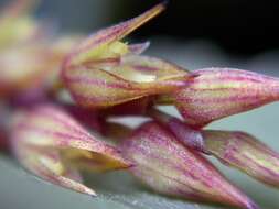 Image of Acianthera limae (Porto & Brade) Pridgeon & M. W. Chase