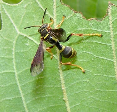 Image of Saygorytes Nemkov 2007