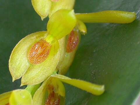 Image of Acianthera