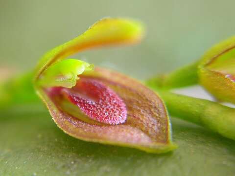 Imagem de Acianthera marumbyana (Garay) Luer