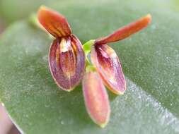 Image of Acianthera micrantha (Barb. Rodr.) Pridgeon & M. W. Chase