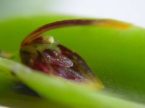 Image of Acianthera miqueliana (H. Focke) Pridgeon & M. W. Chase