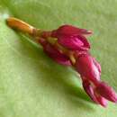 Image of Acianthera modestissima (Rchb. fil. & Warm.) Pridgeon & M. W. Chase