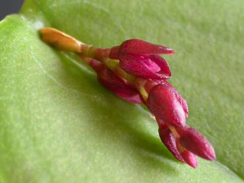 Слика од Acianthera modestissima (Rchb. fil. & Warm.) Pridgeon & M. W. Chase