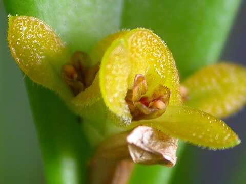 Image of Acianthera oligantha (Barb. Rodr.) F. Barros