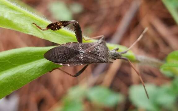 Image of Leaf-footed Pine Seed Bug