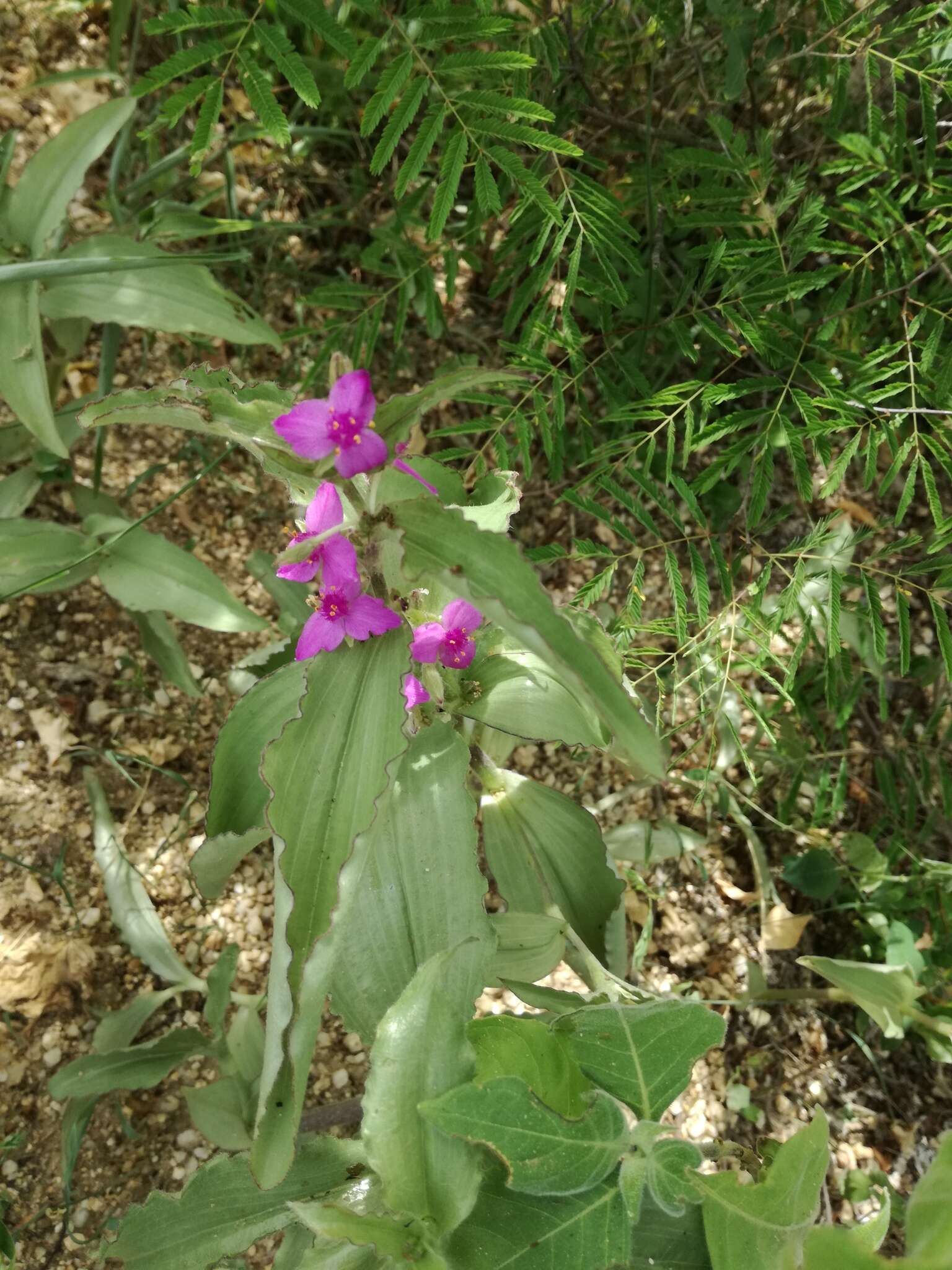 Image of Tradescantia peninsularis Brandegee