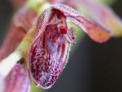 Image of hairy bonnet orchid