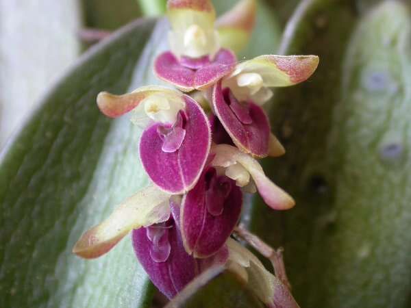 Image of Acianthera recurva (Lindl.) Pridgeon & M. W. Chase