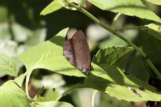 Image de Arhopala arvina (Hewitson (1863))