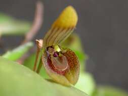 Image of Acianthera