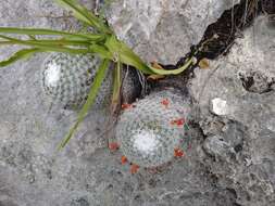 Image of Mammillaria albilanata subsp. tegelbergiana (G. E. Linds.) D. R. Hunt