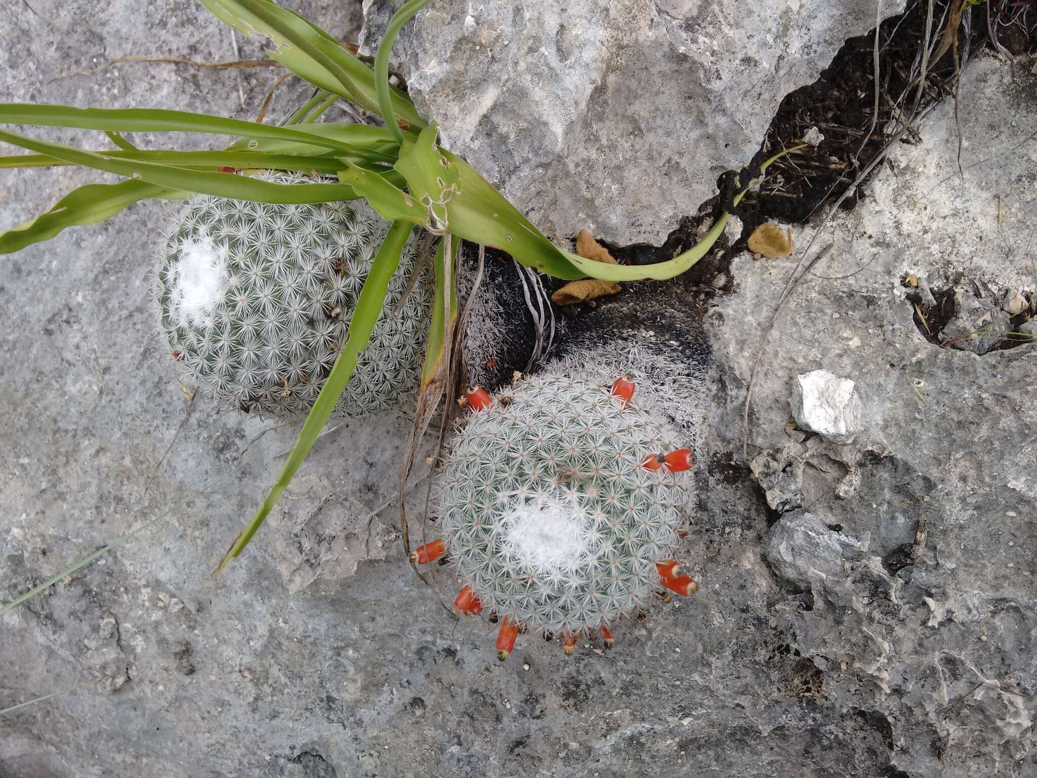 Image of Mammillaria albilanata subsp. tegelbergiana (G. E. Linds.) D. R. Hunt