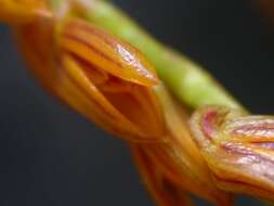 Image of Acianthera teres (Lindl.) Borba