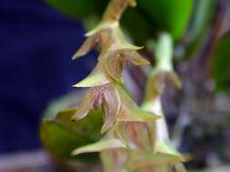 Image de Acianthera tricarinata (Poepp. & Endl.) Pridgeon & M. W. Chase