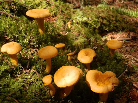 Image of Cantharellus enelensis Voitk, Thorn, Lebeuf & J. I. Kim 2017