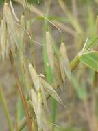 Image of naked oat