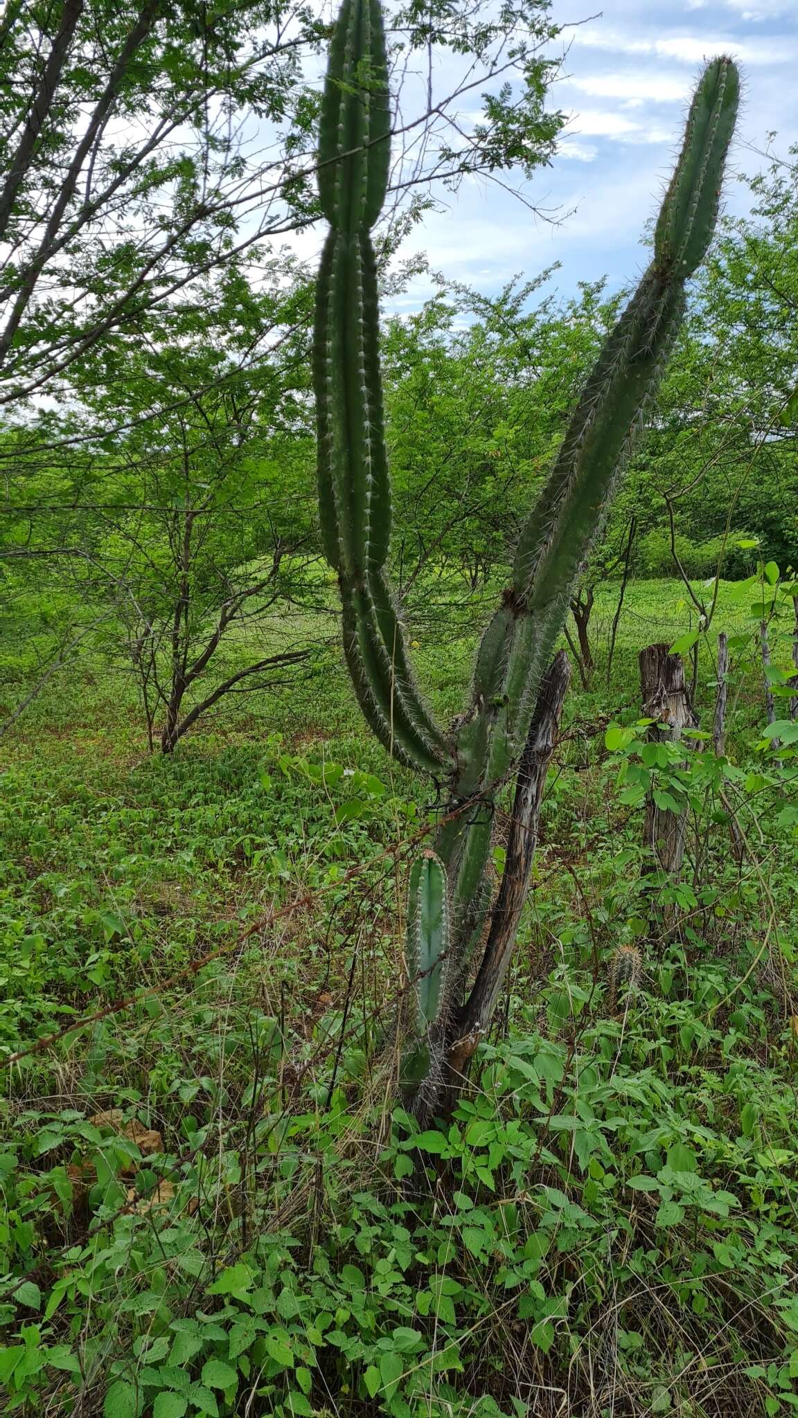 Image de Cereus jamacaru subsp. jamacaru