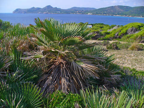 Image of fan palm