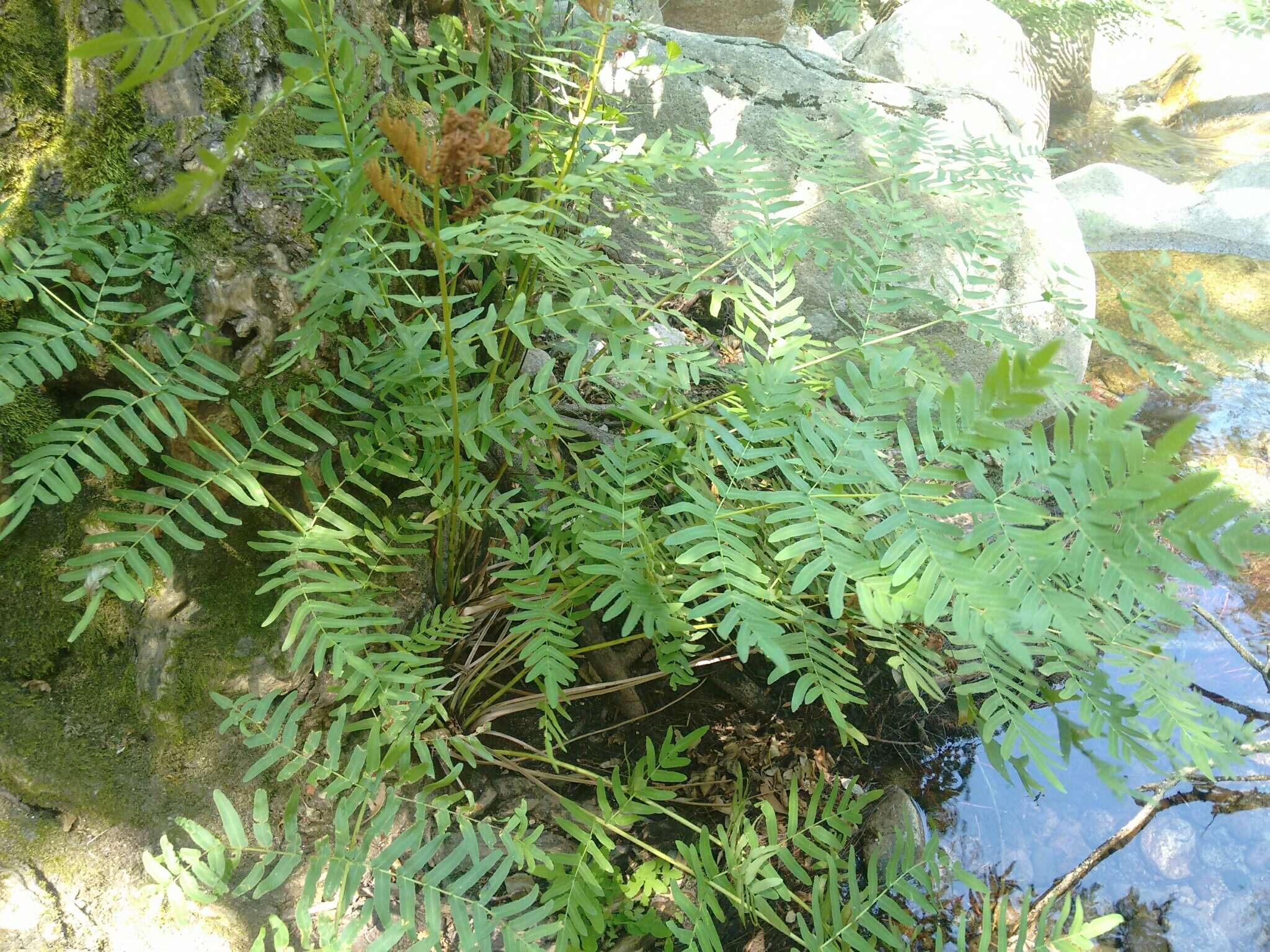 Imagem de Osmunda regalis L.